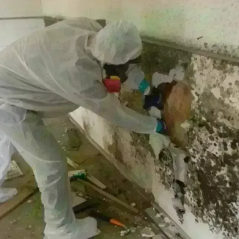 Mold Remediation and Removal in Winchester, VA